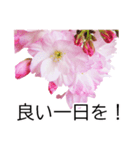 *花*桜（個別スタンプ：19）