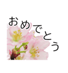 *花*桜（個別スタンプ：20）