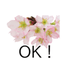 *花*桜（個別スタンプ：21）