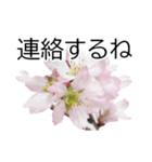 *花*桜（個別スタンプ：22）