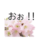 *花*桜（個別スタンプ：24）