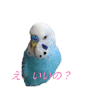 インコちゃんと白鳥さん（個別スタンプ：1）