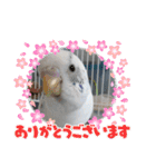 インコちゃんと白鳥さん（個別スタンプ：14）