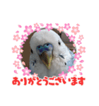 インコちゃんと白鳥さん（個別スタンプ：15）