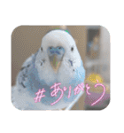 インコちゃんと白鳥さん（個別スタンプ：16）