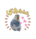 インコちゃんと白鳥さん（個別スタンプ：24）