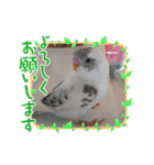 インコちゃんと白鳥さん（個別スタンプ：25）