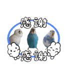 インコちゃんと白鳥さん（個別スタンプ：28）