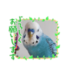 インコちゃんと白鳥さん（個別スタンプ：31）