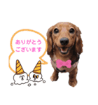 ミニチュアダックスNoaちゃんすたんぷ（個別スタンプ：4）