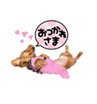 ミニチュアダックスNoaちゃんすたんぷ（個別スタンプ：6）