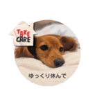 ミニチュアダックスNoaちゃんすたんぷ（個別スタンプ：12）