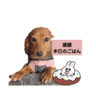 ミニチュアダックスNoaちゃんすたんぷ（個別スタンプ：14）