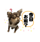 ピノパルスタンプ②（個別スタンプ：10）