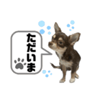 ピノパルスタンプ②（個別スタンプ：24）