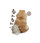 もっちゃんともふもふの日々3（個別スタンプ：17）