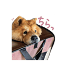 もっちゃんともふもふの日々3（個別スタンプ：22）