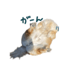もっちゃんともふもふの日々3（個別スタンプ：23）