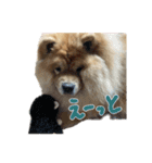 もっちゃんともふもふの日々3（個別スタンプ：24）
