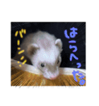 我が家のかわちぃアイドルねるね丸♪すち♡（個別スタンプ：12）