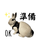 ウサギのしらたま（個別スタンプ：6）
