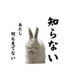 ウサギのしらたま（個別スタンプ：11）