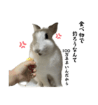 ウサギのしらたま（個別スタンプ：26）