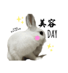ウサギのしらたま（個別スタンプ：39）