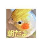 オカメインコの「こゆきちゃん」の朝（個別スタンプ：3）