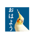 オカメインコの「こゆきちゃん」の朝（個別スタンプ：7）