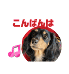 わんこのよく使うあいさつ（個別スタンプ：3）