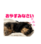 わんこのよく使うあいさつ（個別スタンプ：11）