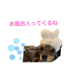 わんこのよく使うあいさつ（個別スタンプ：12）