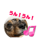 わんこのよく使うあいさつ（個別スタンプ：15）