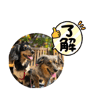 わんこのよく使うあいさつ（個別スタンプ：19）
