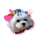 可愛い白犬（個別スタンプ：1）