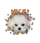 可愛い白犬（個別スタンプ：2）
