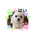 可愛い白犬（個別スタンプ：3）