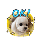 可愛い白犬（個別スタンプ：4）