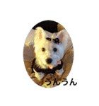 可愛い白犬（個別スタンプ：5）
