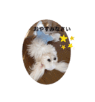 可愛い白犬（個別スタンプ：7）