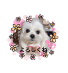 可愛い白犬（個別スタンプ：8）