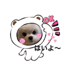 可愛い白犬（個別スタンプ：9）