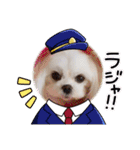 可愛い白犬（個別スタンプ：10）