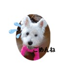 可愛い白犬（個別スタンプ：11）