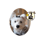 可愛い白犬（個別スタンプ：12）