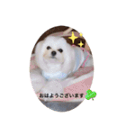 可愛い白犬（個別スタンプ：13）