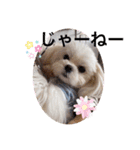 可愛い白犬（個別スタンプ：14）