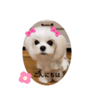 可愛い白犬（個別スタンプ：15）