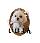 可愛い白犬（個別スタンプ：16）